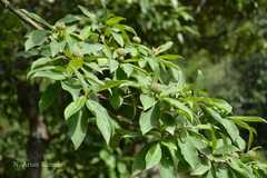 Cornus capitata